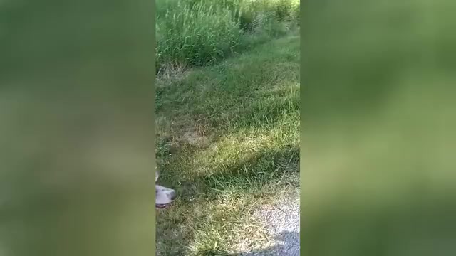 Video preview image #1 Poodle (Standard) Puppy For Sale in BONNERS FERRY, ID, USA