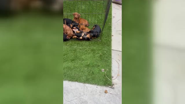 Video preview image #1 Doberman Pinscher-Mountain Cur Mix Puppy For Sale in TEMECULA, CA, USA