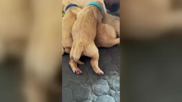 Video preview image #1  Breeder Profile in INGLESIDE, TX, USA