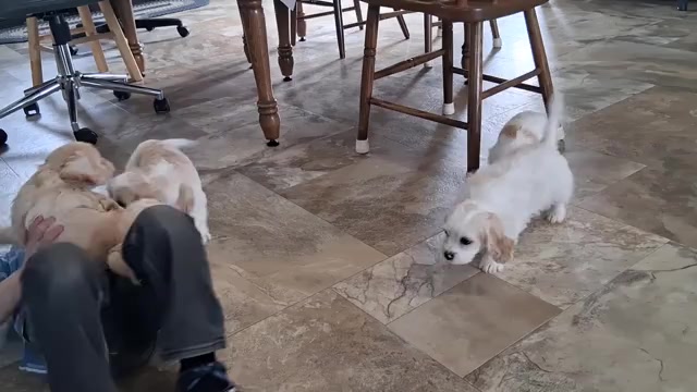 Video preview image #2 Cavachon Puppy For Sale in STANLEY, WI, USA