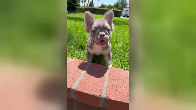 Video preview image #1 French Bulldog Puppy For Sale in ATLANTA, GA, USA
