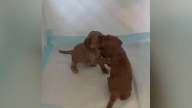 Video preview image #3 Cock-A-Poo Puppy For Sale in FOLSOM, CA, USA