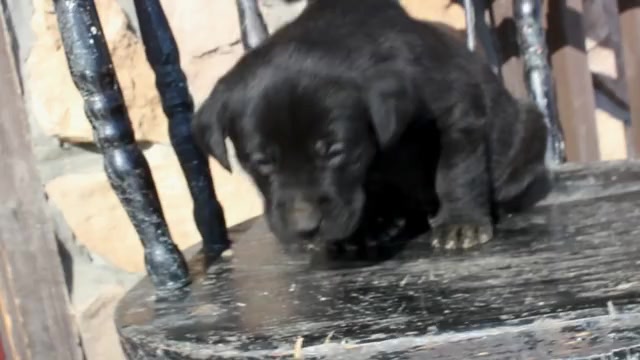 Video preview image #2 Labrador Retriever Puppy For Sale in CAPON BRIDGE, WV, USA