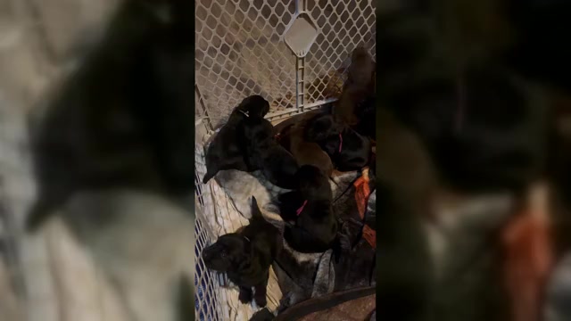 Video preview image #2  Breeder Profile in ELIZABETH, WV, USA