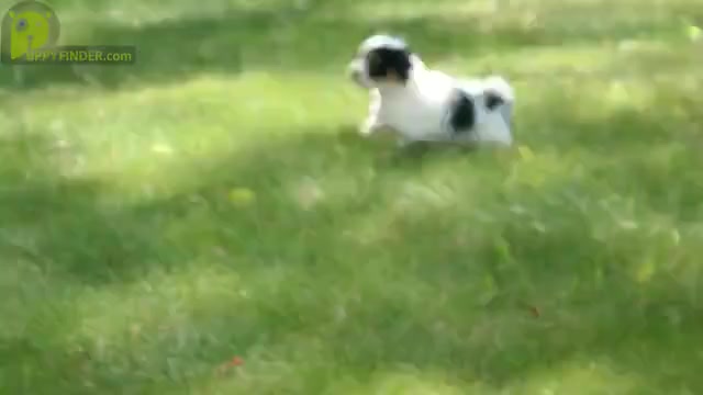 Video preview image #1 Havanese Puppy For Sale in THREE RIVERS, MI, USA