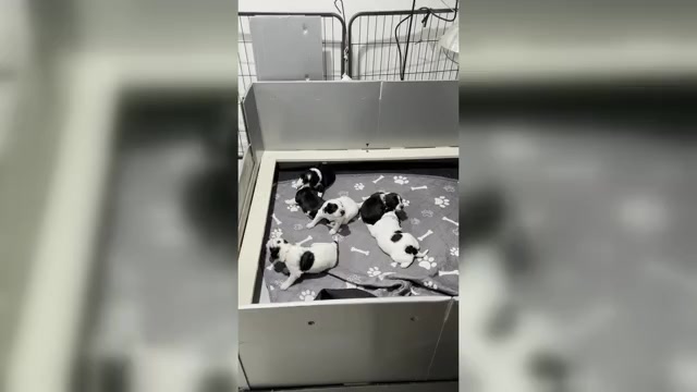 Video preview image #1  Breeder Profile in DES MOINES, IA, USA