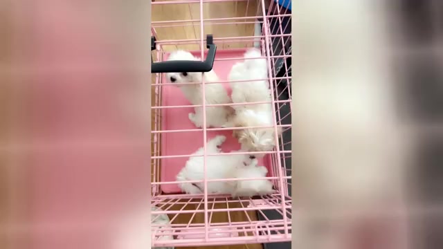 Video preview image #1 Maltipoo (Miniature) Puppy For Sale in HIGH POINT, NC, USA