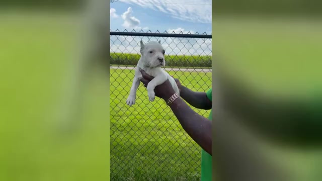 Video preview image #1 American Bully Puppy For Sale in CHAMPAIGN, IL, USA