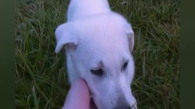 Video preview image #1 German Shepherd Dog Puppy For Sale in PIEDMONT, MO, USA