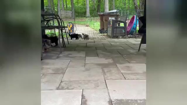 Video preview image #2 Miniature Australian Shepherd Puppy For Sale in HARRISON, OH, USA