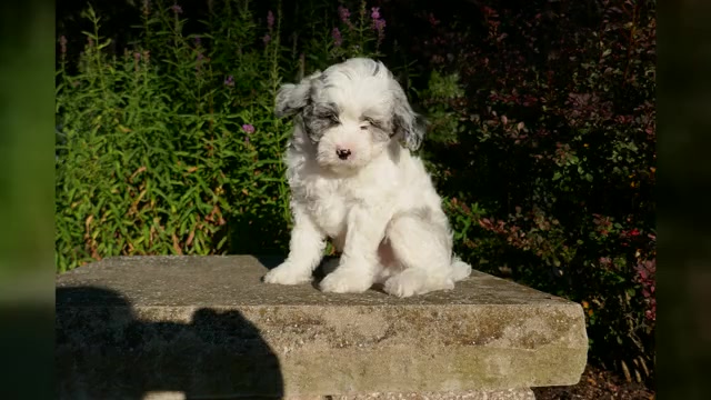 Video preview image #2 Aussie-Poo Puppy For Sale in HOLMESVILLE, OH, USA