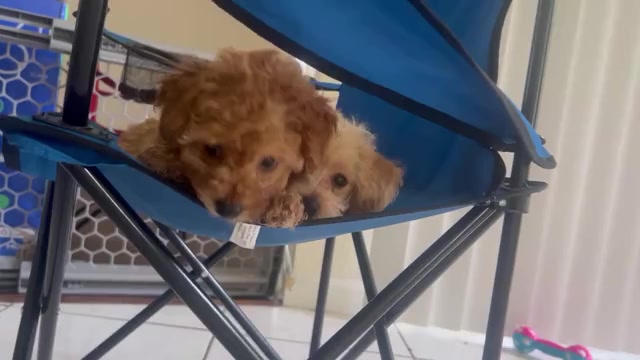 Video preview image #1 YorkiePoo Puppy For Sale in PORT SAINT LUCIE, FL, USA