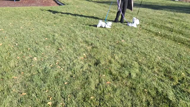 Video preview image #6 Maltese Puppy For Sale in BEAR RIVER, WY, USA