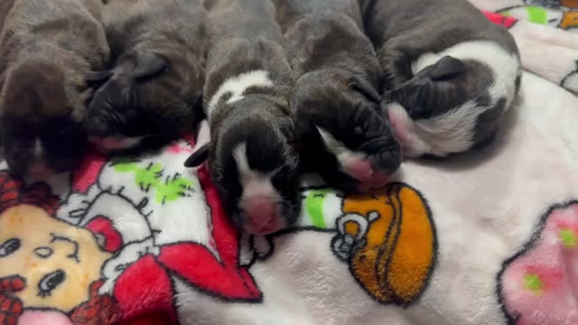 Video preview image #11 Boxer Puppy For Sale in RALEIGH, NC, USA