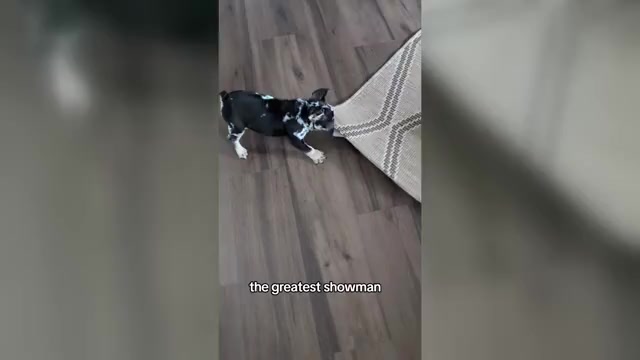 Video preview image #1 French Bulldog Puppy For Sale in GOSHEN, IN, USA