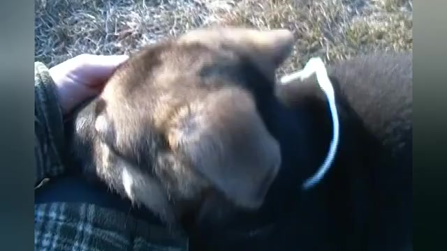 Video preview image #1 German Shepherd Dog Puppy For Sale in PIEDMONT, MO, USA
