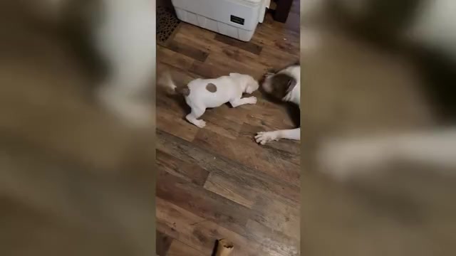 Video preview image #8 American Bully Puppy For Sale in HARRISBURG, PA, USA