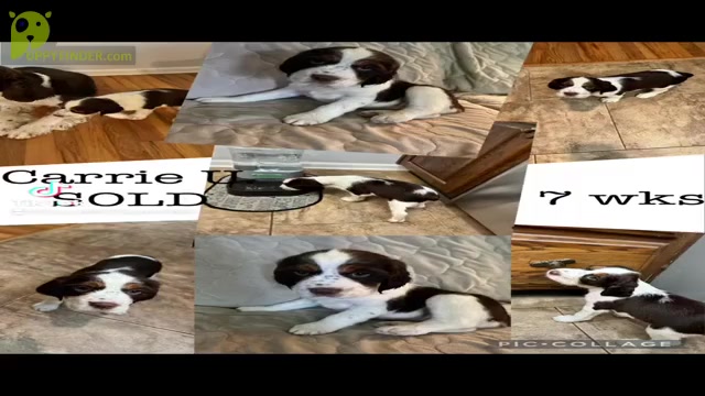 Video preview image #2  Breeder Profile in CHATTANOOGA, TN, USA