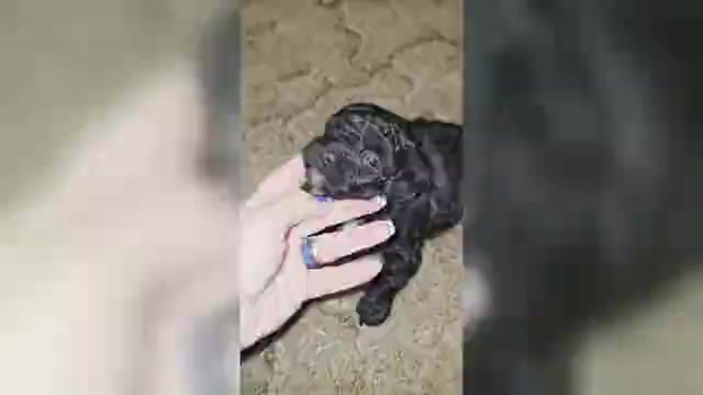 Video preview image #1 Poodle (Toy) Puppy For Sale in DYERSBURG, TN, USA