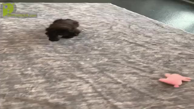 Video preview image #2 Cocker Spaniel Puppy For Sale in WARSAW, IN, USA