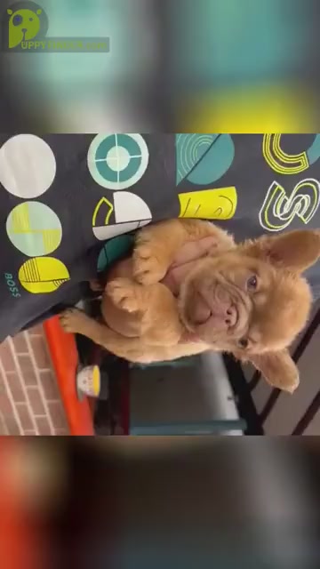 Video preview image #1 French Bulldog Puppy For Sale in MIAMI BEACH, FL, USA