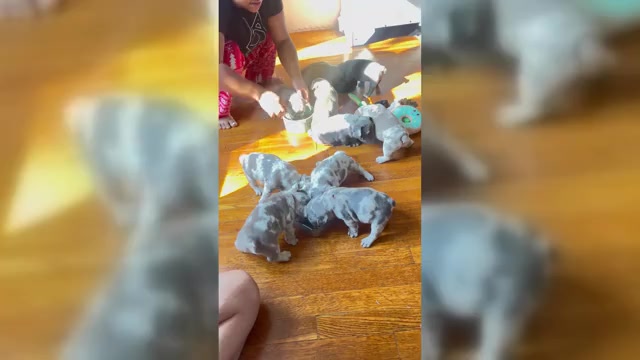 Video preview image #1 French Bulldog Puppy For Sale in REVERE, MA, USA