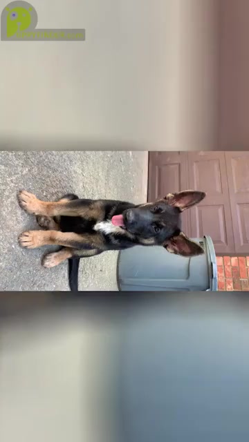 Video preview image #1 German Shepherd Dog Puppy For Sale in BREVARD, NC, USA