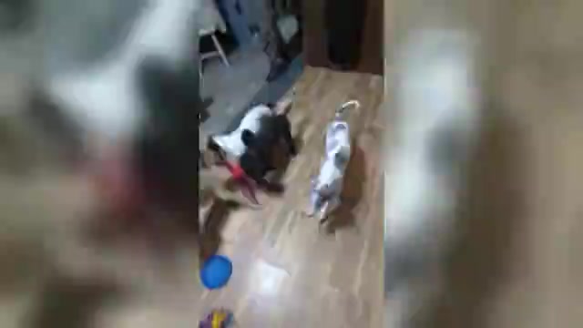 Video preview image #5 Borzoi Puppy For Sale in FULTON, NY, USA