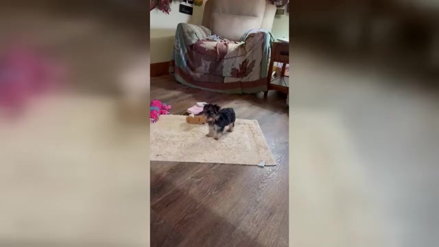 Video preview image #1 Yorkshire Terrier Puppy For Sale in LEWISBURG, KY, USA