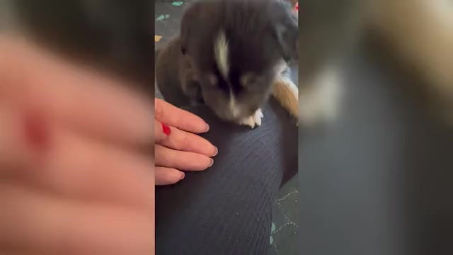 Video preview image #1 Miniature Australian Shepherd Puppy For Sale in BROOKER, FL, USA