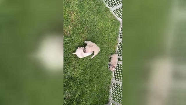 Video preview image #1 French Bulldog Puppy For Sale in PROVIDENCE, NC, USA