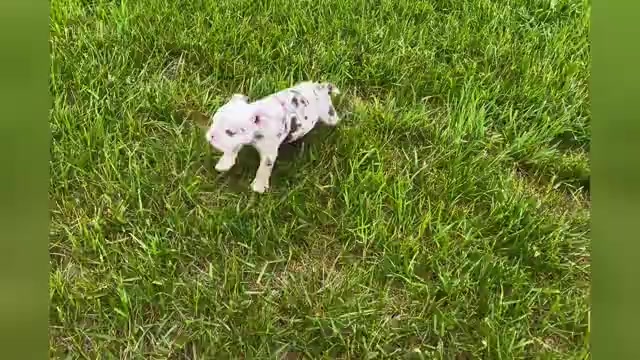 Video preview image #4 English Bulldog Puppy For Sale in WARSAW, IN, USA