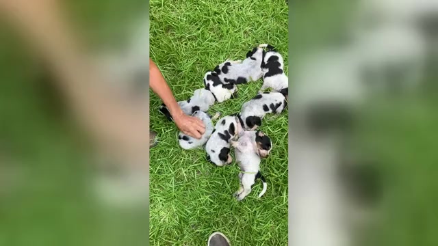 Video preview image #1 Blue Gascony Griffon Puppy For Sale in WATKINSVILLE, GA, USA