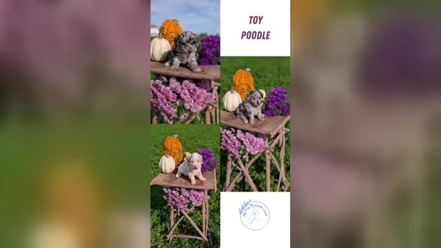 Video preview image #1 Poodle (Toy) Puppy For Sale in GOSHEN, IN, USA