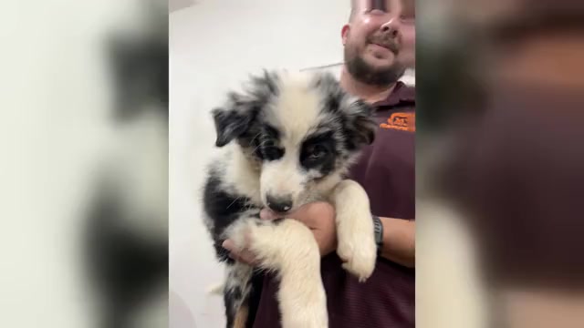 Video preview image #2 Australian Shepherd Puppy For Sale in TYLER, TX, USA