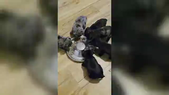 Video preview image #1 Pug Puppy For Sale in WINSTON SALEM, NC, USA