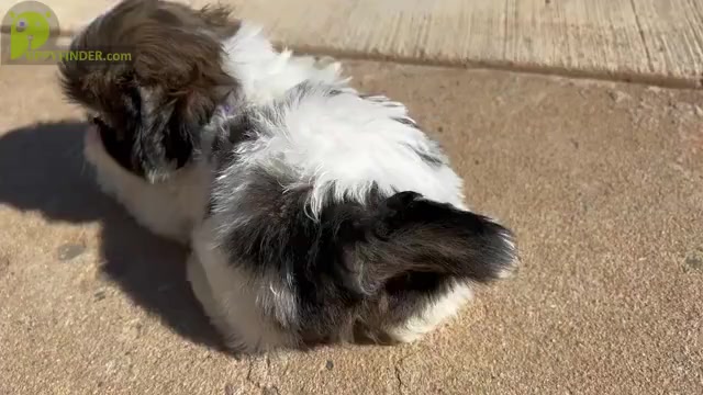 Video preview image #17 Shih Tzu Puppy For Sale in MOORESVILLE, NC, USA
