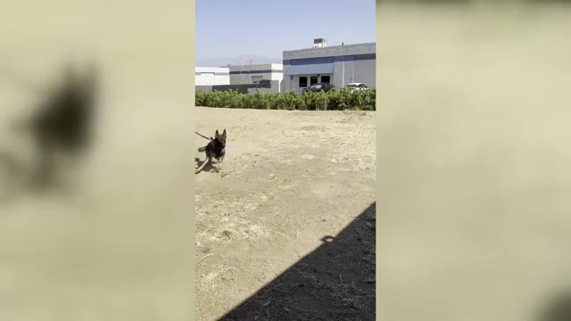 Video preview image #3  Breeder Profile in LAKE ELSINORE, CA, USA