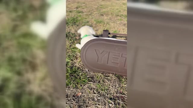 Video preview image #1 Labrador Retriever Puppy For Sale in GREENWOOD, FL, USA