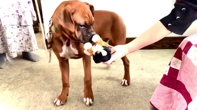 Video preview image #1 Boxer Puppy For Sale in WAKARUSA, IN, USA