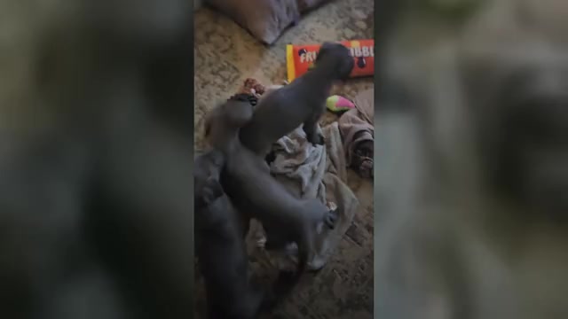 Video preview image #2 Irish Dane Puppy For Sale in SPRINGFIELD, MO, USA