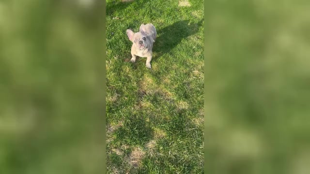 Video preview image #2 French Bulldog Puppy For Sale in NAUGATUCK, CT, USA