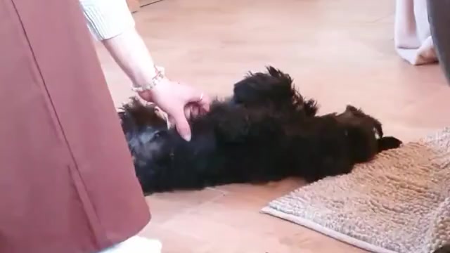 Video preview image #2 Schnauzer (Miniature) Puppy For Sale in Hatvan, Heves, Hungary