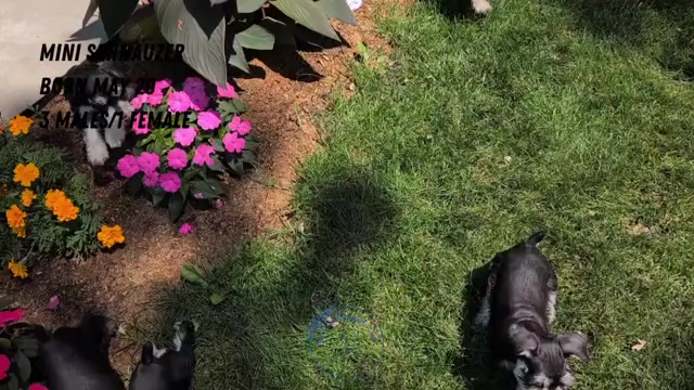 Video preview image #11 Schnauzer (Miniature) Puppy For Sale in GOSHEN, IN, USA