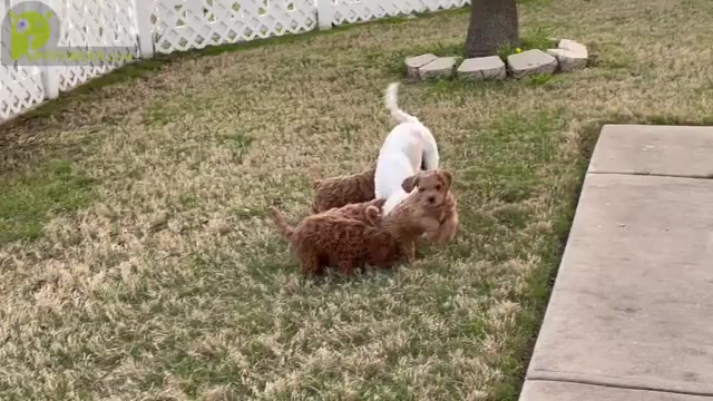 Video preview image #1 Cavapoo Puppy For Sale in CEDAR PARK, TX, USA