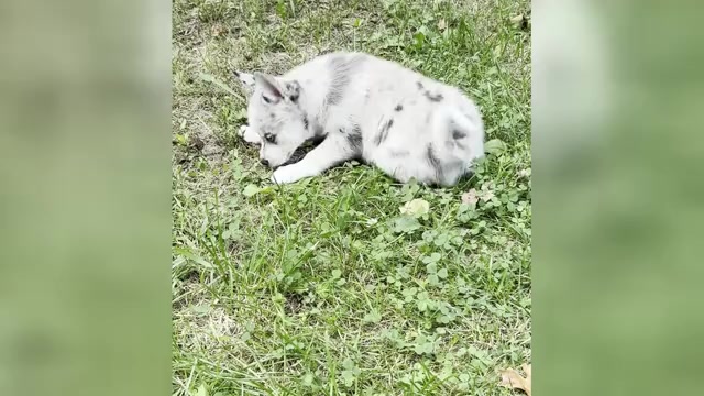 Video preview image #4 Alaskan Klee Kai-Pomsky Mix Puppy For Sale in STAPLES, MN, USA