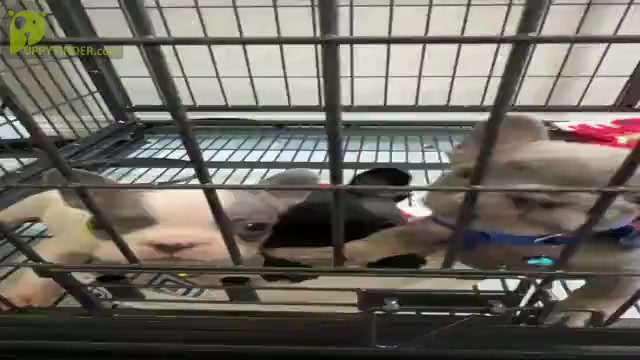 Video preview image #1 French Bulldog Puppy For Sale in ONTARIO, CA, USA
