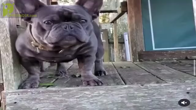 Video preview image #8 French Bulldog Puppy For Sale in SLIDELL, LA, USA