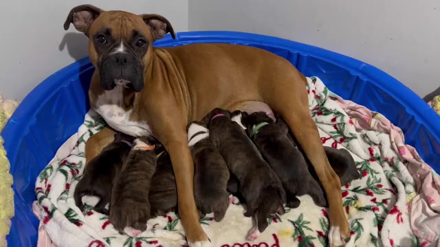Video preview image #13 Boxer Puppy For Sale in RALEIGH, NC, USA