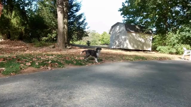 Video preview image #3 Cadoodle Puppy For Sale in PERU, IN, USA